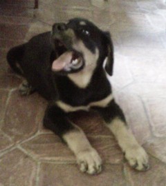 Rocko